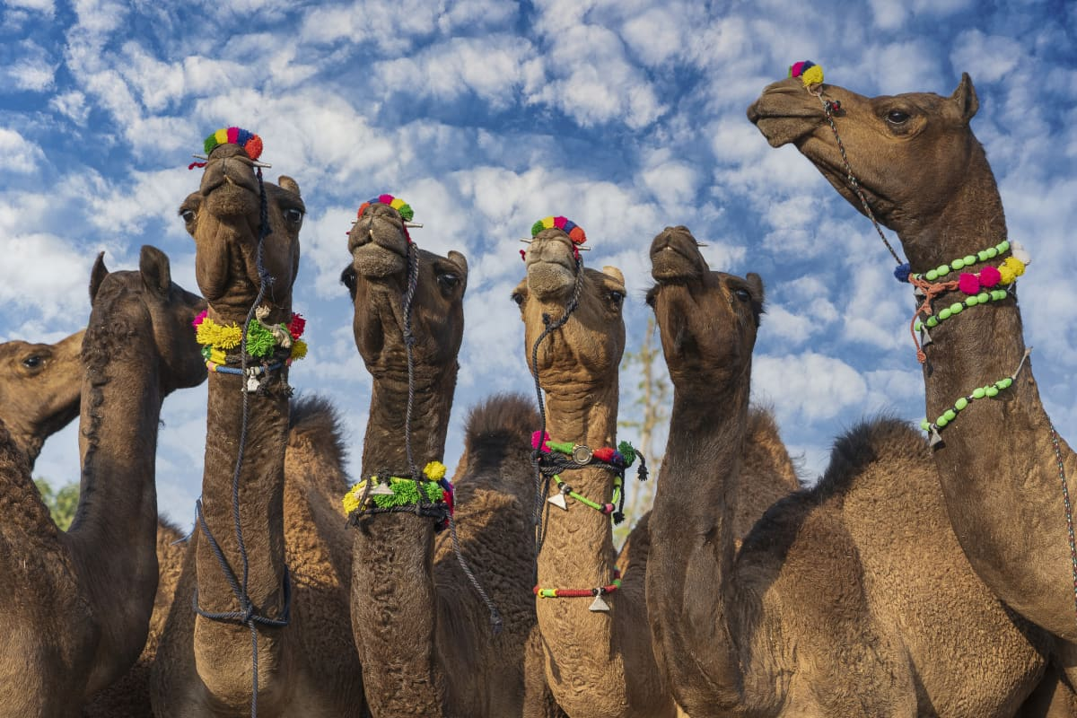Inside the Majestic World of Saudi Camel Pageantry