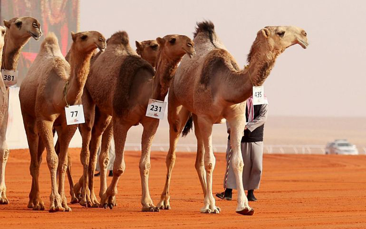 Inside the Majestic World of Saudi Camel Pageantry