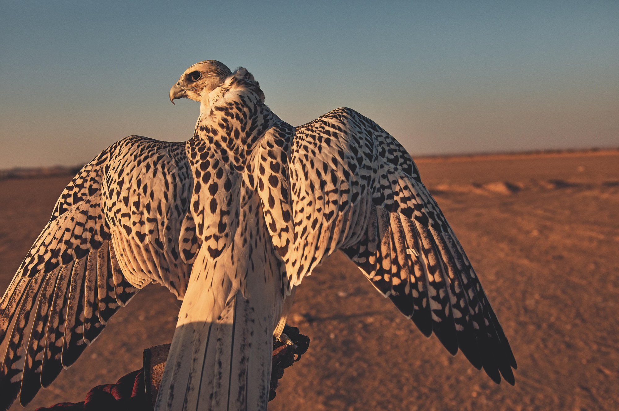 Falconry in Saudi Arabia: From Desert Survival to a Global Heritage