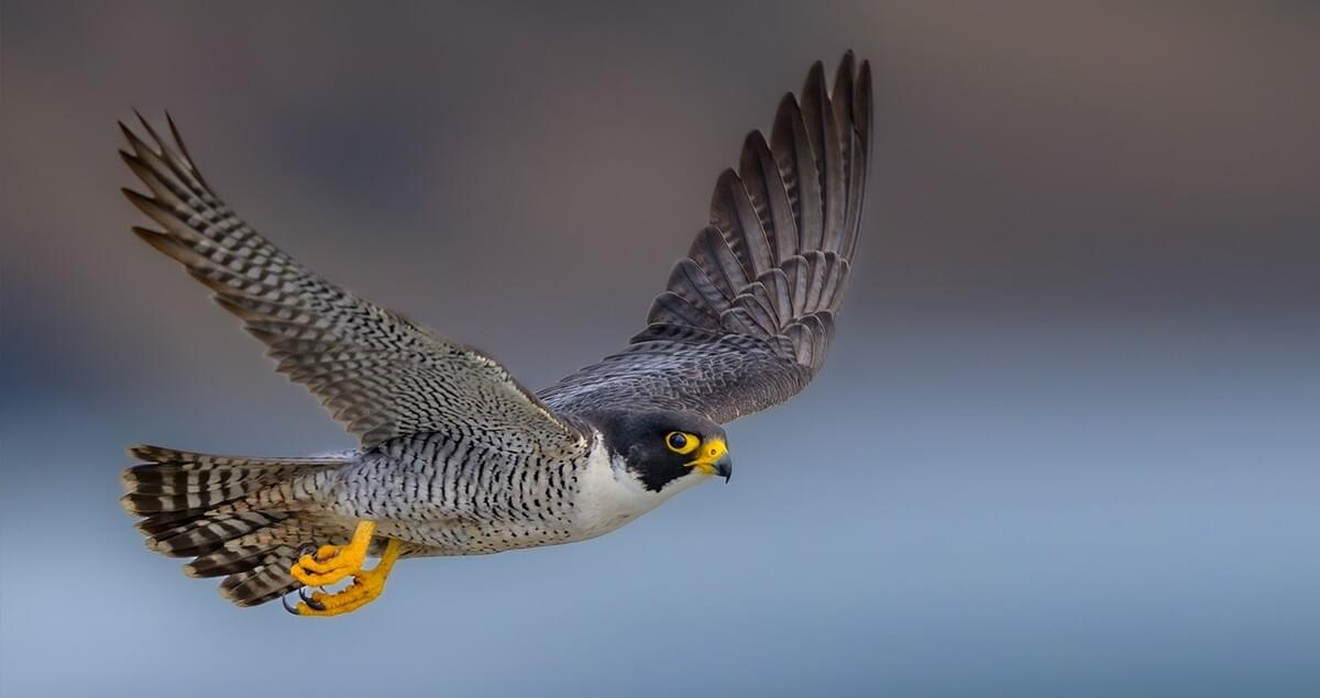 Falconry in Saudi Arabia: From Desert Survival to a Global Heritage