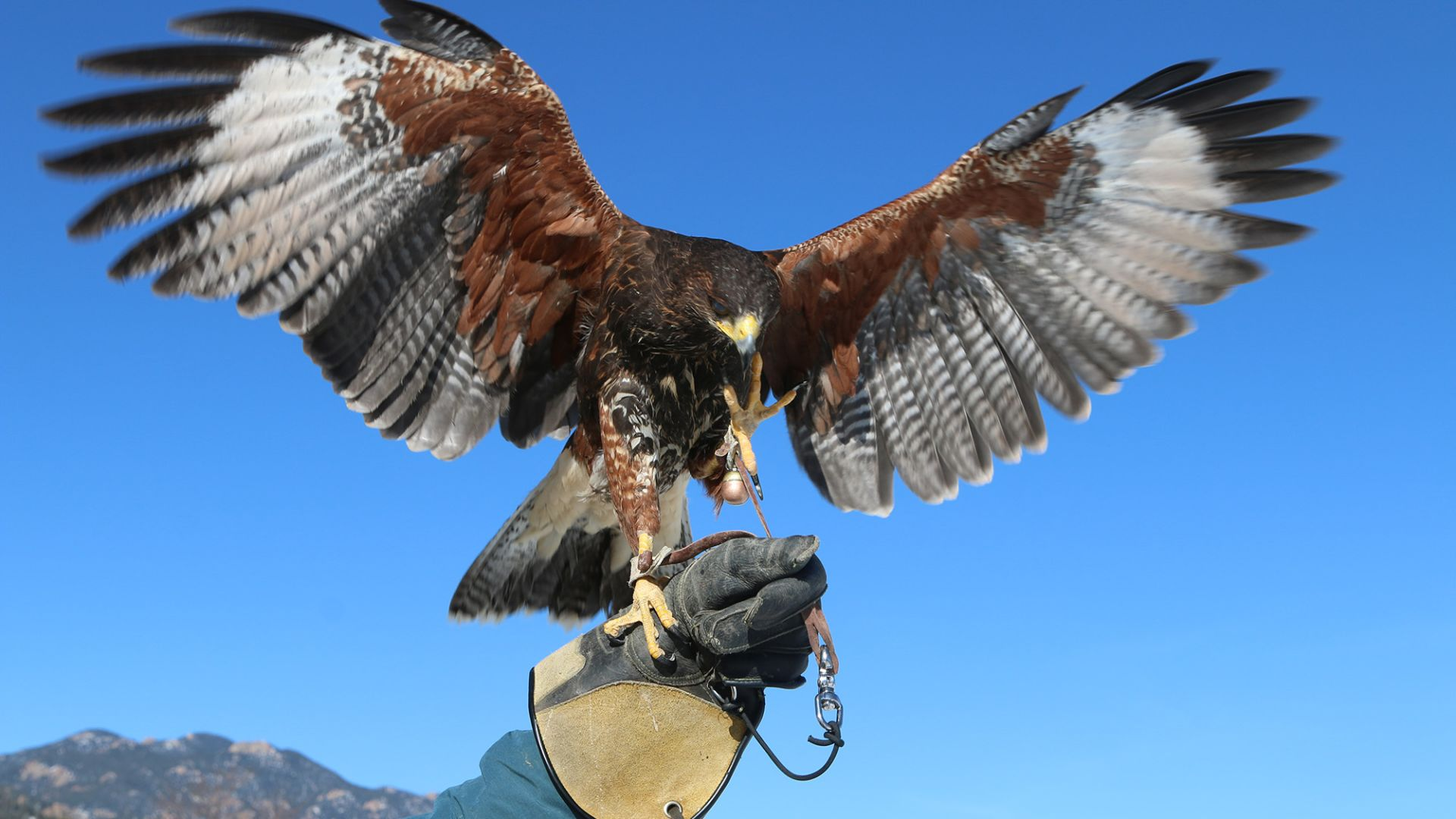 Falconry in Saudi Arabia: From Desert Survival to a Global Heritage