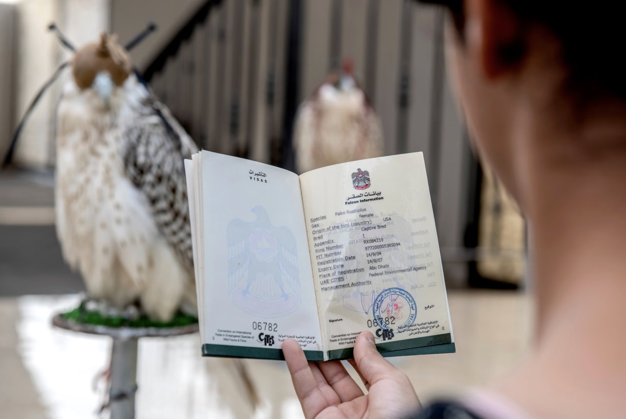 Falconry in Saudi Arabia: From Desert Survival to a Global Heritage