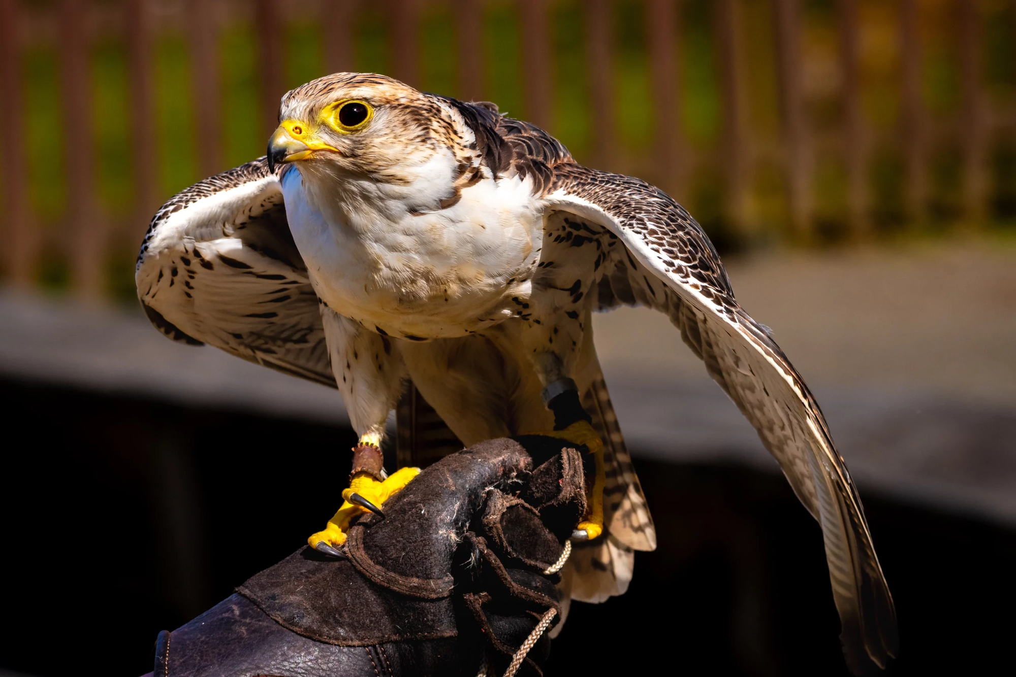 Falconry in Saudi Arabia: From Desert Survival to a Global Heritage