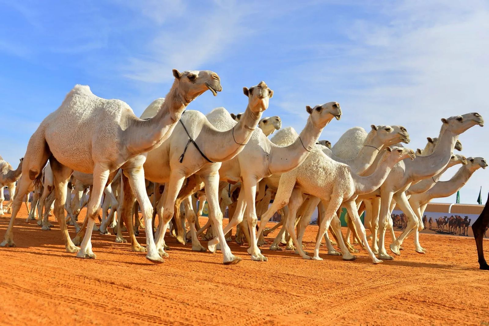 Inside the Majestic World of Saudi Camel Pageantry