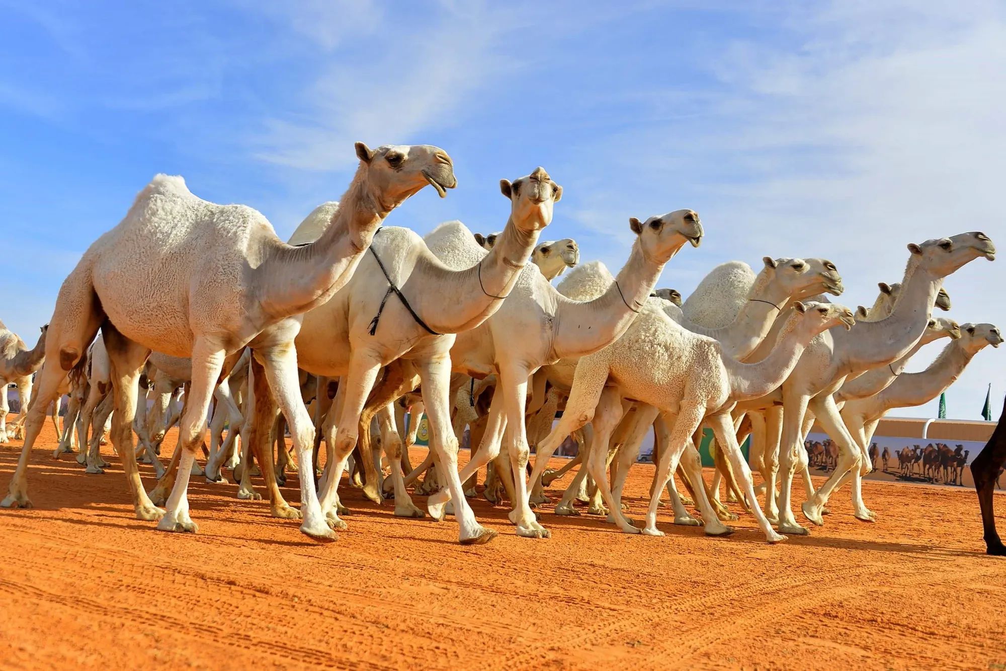Inside the Majestic World of Saudi Camel Pageantry