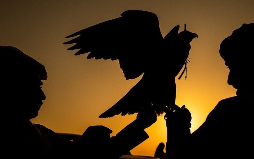 Falconry in Saudi Arabia: From Desert Survival to a Global Heritage