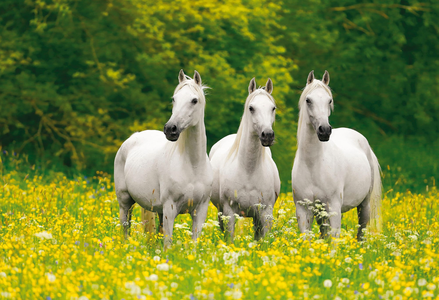 Tahādū, Taḥābbū “Exchange Gifts, Love One Another": From Panda Diplomacy to Arabian Horse Diplomacy
