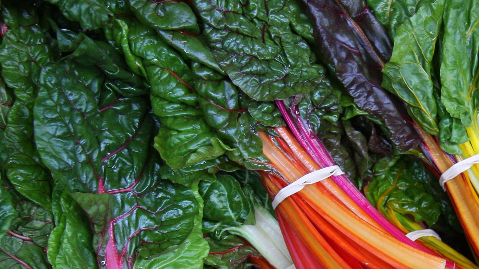 A riot of shiny, vividly colored bunches of Swiss chard, with glossy, thickly veined green leaves and rainbow stems bunched in rubber bands