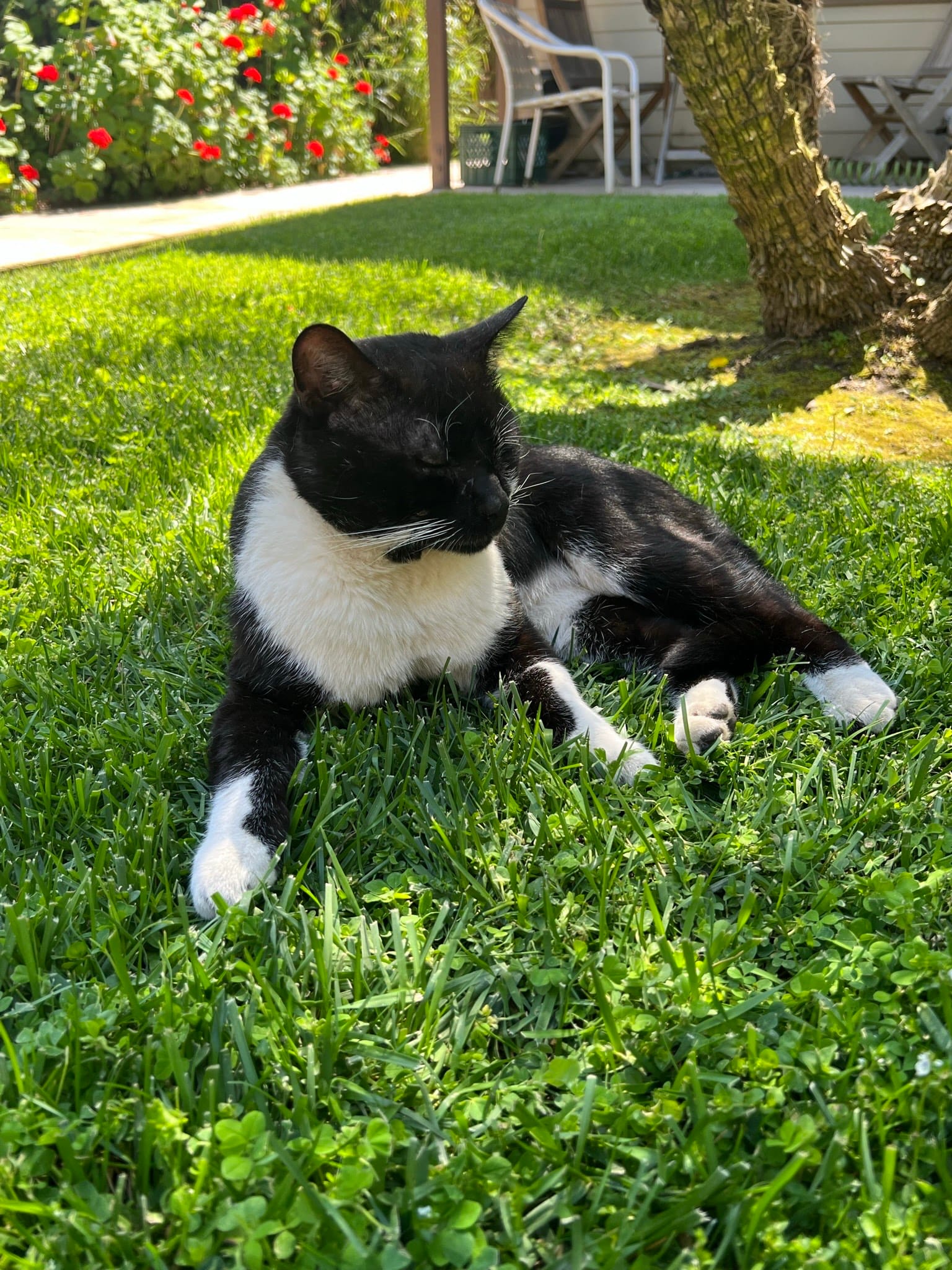 The same gorgeous fella posing on a verdant lawn, in the background there's patio furniture on a porch and a border of bright red geraniums
