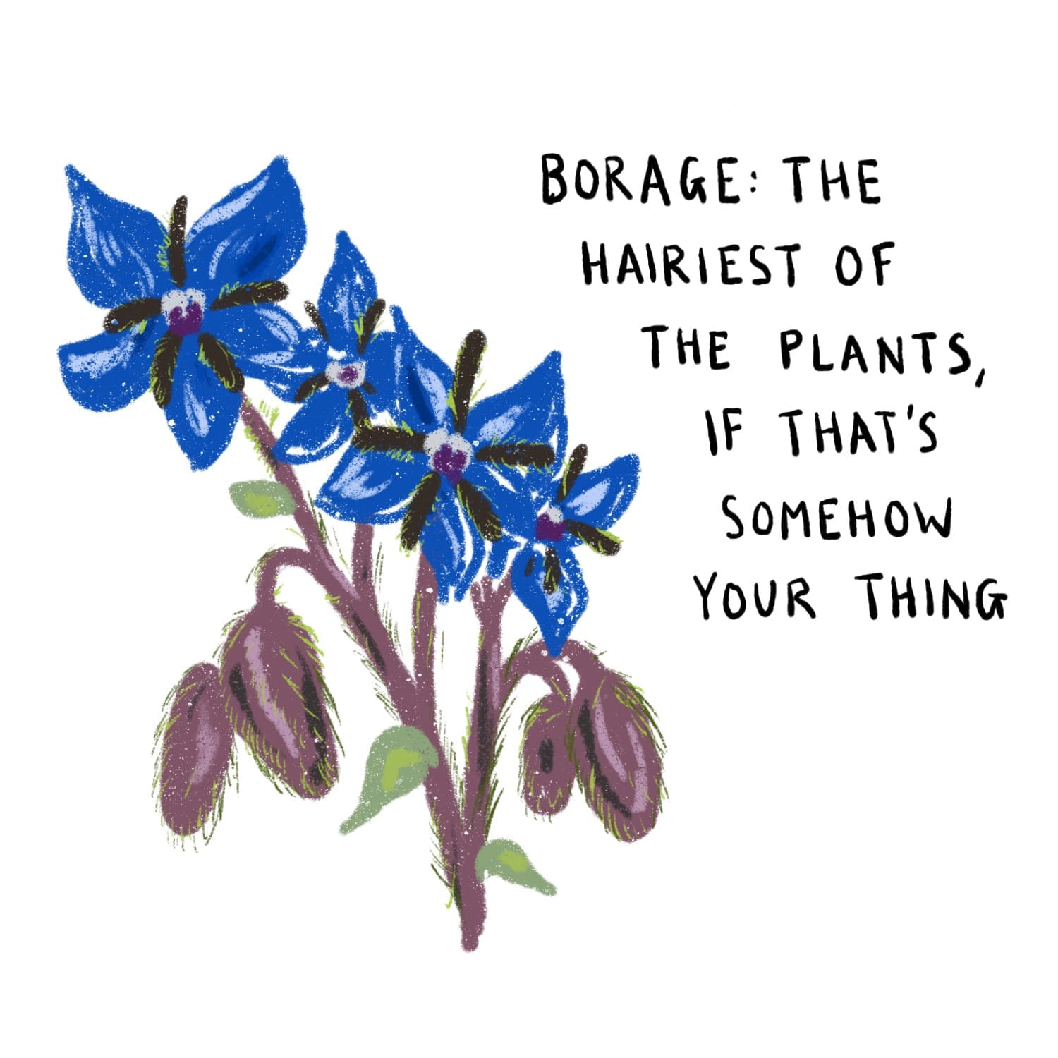 Drawing of borage with vivid blue flowers, captioned “Borage: the hairiest of the plants, if that’s somehow your thing.”