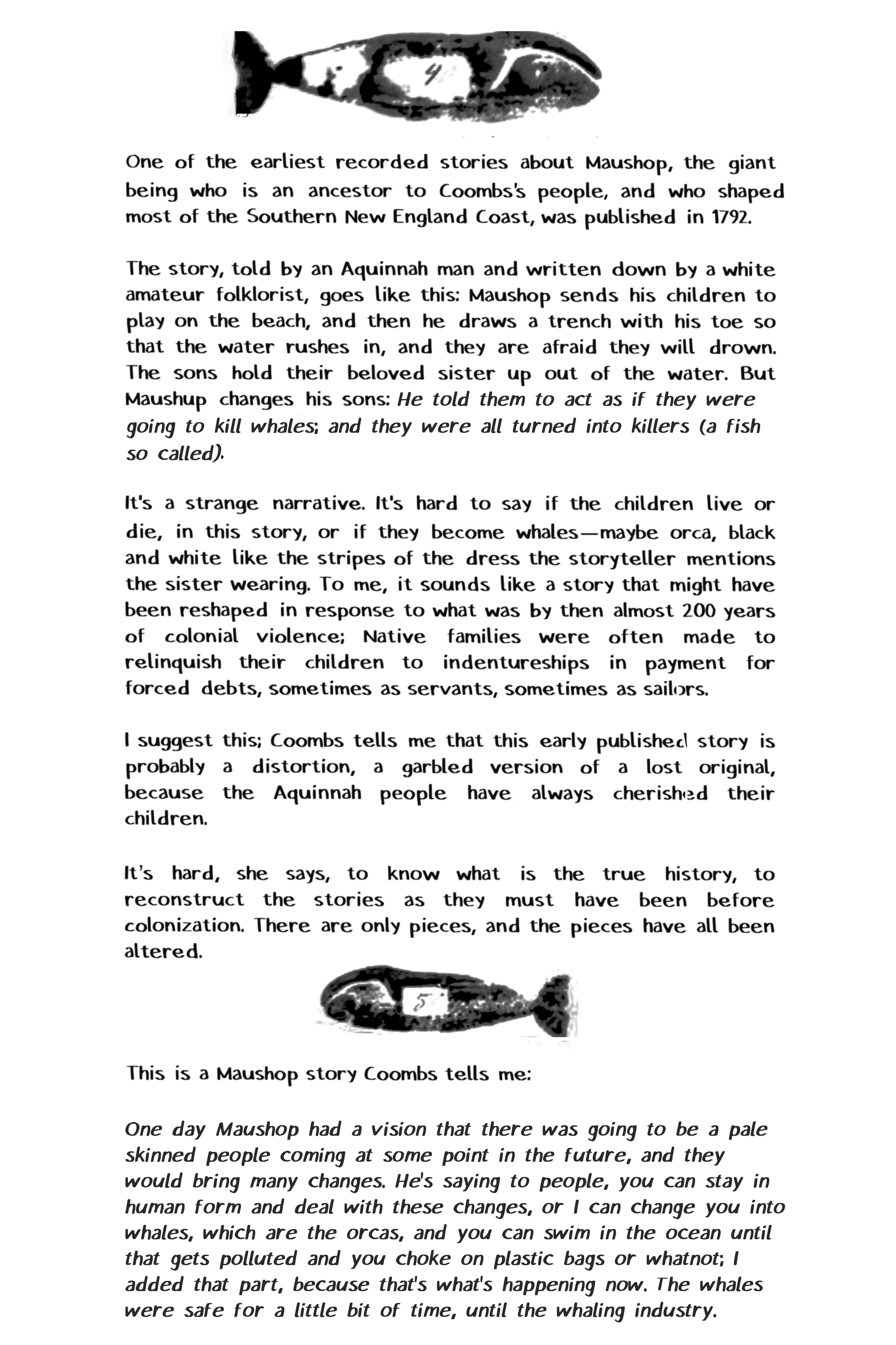 One of the earliest recorded stories about Maushop, the giant being who is an ancestor to Coombs's people, and who shaped most of the Southern New England Coast, was published in 1792. The story, told by an Aquinnah man and written down by a white amateur folklorist, goes like this: Maushop sends his children to play on the beach, and then he draws a trench with his toe so that the water rushes in, and they are afraid they will drown. The sons hold their beloved sister up out of the water. But Maushup changes his sons: He told them to act as if they were going to kill whales; and they were all turned into killers (a fish so called). It's a strange narrative. It's hard to say if the children live or die, in this story, or if they become whales-maybe orca, black and white like the stripes of the dress the storyteller mentions the sister wearing. To me, it sounds like a story that might have been reshaped in response to what was by then almost 200 years of colonial violence; Native families were often made to relinquish their children to indentureships in payment for forced debts, sometimes as servants, sometimes as sailors. I suggest this; Coombs tells me that this early published story is probably a distortion, a garbled version of a lost original, because the Aquinnah people have always cherished their children. It's hard, she says, to know what is the true history, to reconstruct the stories as they must have been before colonization. There are only pieces, and the pieces have all been altered. This is a Maushop story Coombs tells me:  One day Maushop had a vision that there was going to be a pale skinned people coming at some point in the future, and they would bring many changes. He's saying to people, you can stay in human form and deal with these changes, or I can change you into whales, which are the orcas, and you can swim in the ocean until that gets polluted and you choke on plastic bags or whatnot; I added that part, because that's what's happening now. The whales were safe for a little bit of time, until the whaling industry.
