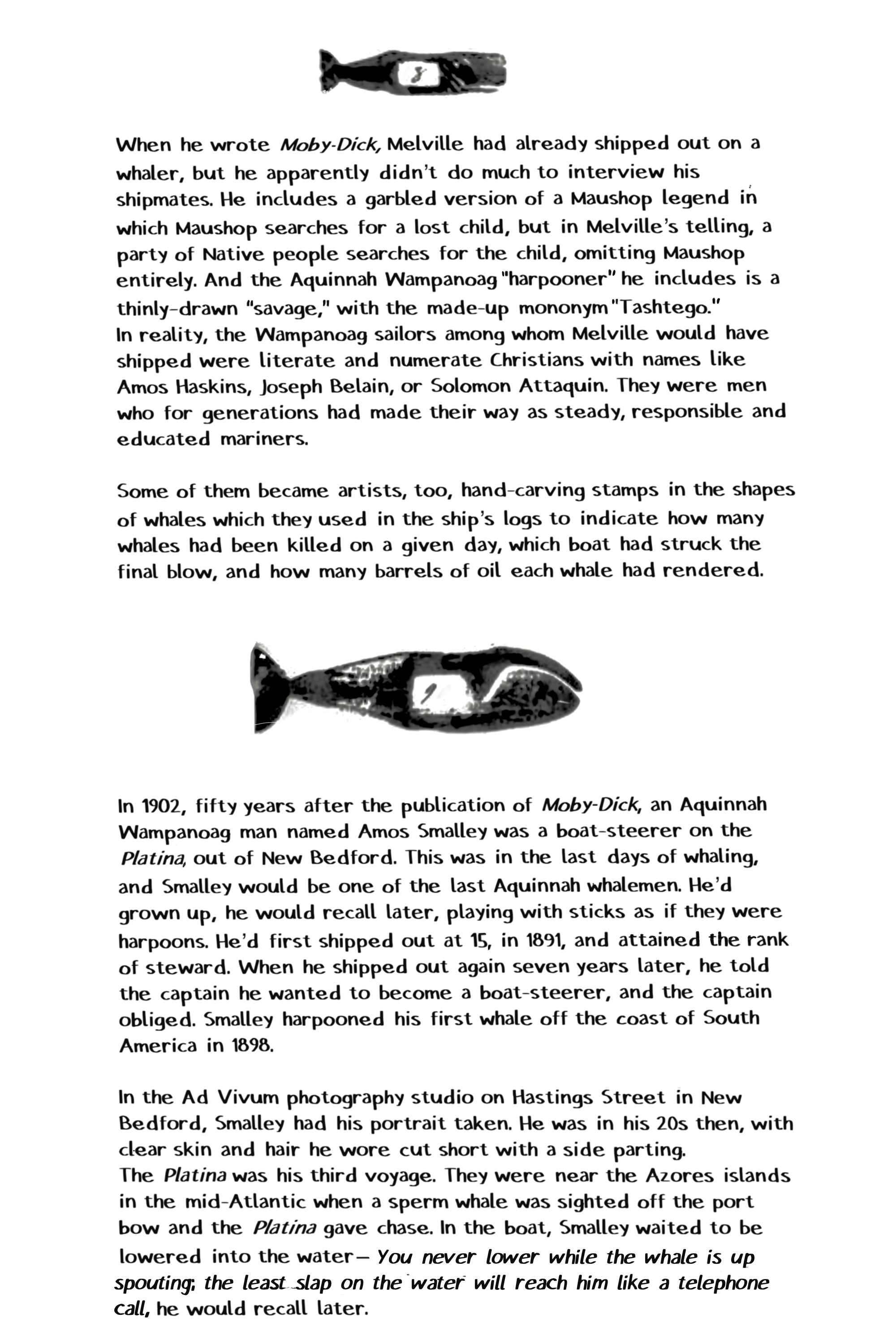 When he wrote Moby-Dick, Melville had already shipped out on a whaler, but he apparently didn't do much to interview his shipmates. He includes a garbled version of a Maushop legend in which Maushop searches for a lost child, but in Melville's telling, a party of Native people searches for the child, omitting Maushop entirely. And the Aquinnah Wampanoag "harpooner" he includes is a thinly-drawn "savage," with the made-up mononym "Tashtego." In reality, the Wampanoag sailors among whom Melville would have shipped were literate and numerate Christians with names like Amos Haskins, Joseph Belain, or Solomon Attaquin. They were men who for generations had made their way as steady, responsible and educated mariners. Some of them became artists, too, hand-carving stamps in the shapes of whales which they used in the ship's logs to indicate how many whales had been killed on a given day, which boat had struck the final blow, and how many barrels of oil each whale had rendered. In 1902, fifty years after the publication of Moby-Dick, an Aquinnah Wampanoag man named Amos Smalley was a boat-steerer on the Platina, out of New Bedford. This was in the last days of whaling, and Smalley would be one of the last Aquinnah whalemen. He'd grown up, he would recall later, playing with sticks as if they were harpoons. He'd first shipped out at 15, in 1891, and attained the rank of steward. When he shipped out again seven years later, he told the captain he wanted to become a boat-steerer, and the captain obliged. Smalley harpooned his first whale off the coast of South America in 1898. In the Ad Vivum photography studio on Hastings Street in New Bedford, Smalley had his portrait taken. He was in his 20s then, with clear skin and hair he wore cut short with a side parting.  The Platina was his third voyage. They were near the Azores islands in the mid-Atlantic when a sperm whale was sighted off the port bow and the Platina gave chase. In the boat, Smalley waited to be lowered into the water- You never lower while the whale is up spouting; the least slap on the water will reach him like a telephone call, he would recall later.