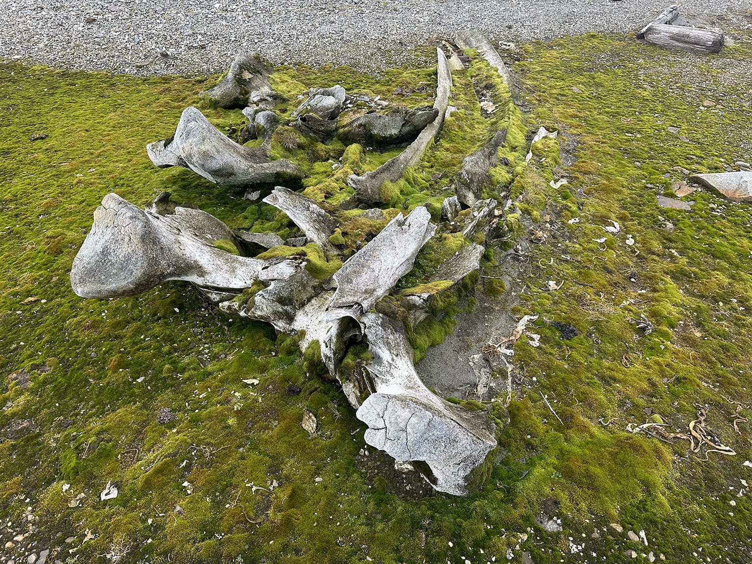 Very old whale bones in a thick patch of moss