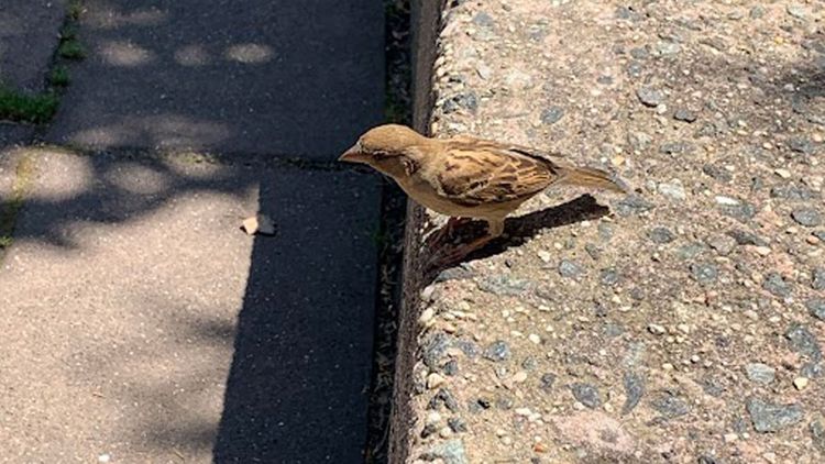 A World Built for House Sparrows