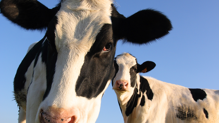 Land of Milk and Money