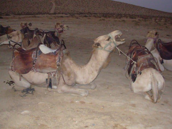 A saddled, snarling camel, seated in a desert landscape with several other camels, likewise saddled