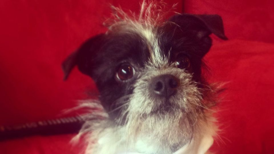 A lovely little dog with a greyish muzzle and a kindly, intelligent expression, against a red velvet background