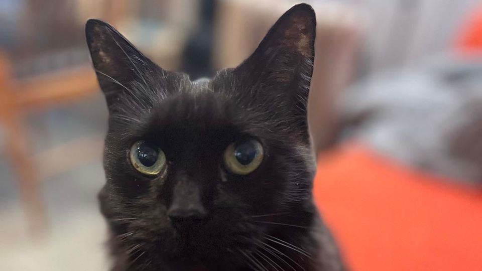 A thoughtful black cat