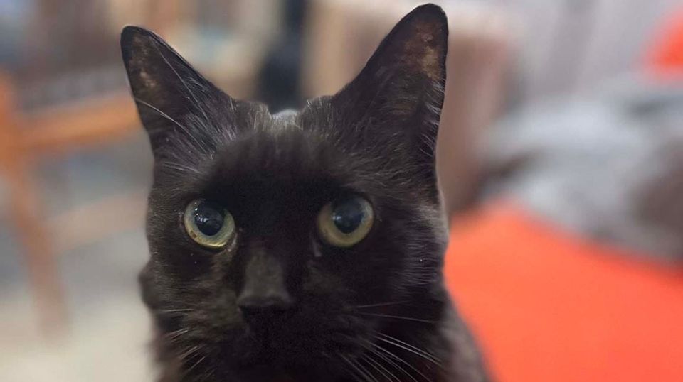 A thoughtful black cat
