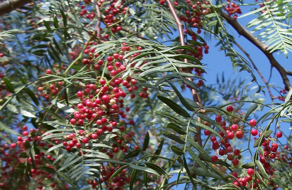 A closeup of Schinus molle L. (colloq., California Pepper Tree) with long green leaves and bright red berries