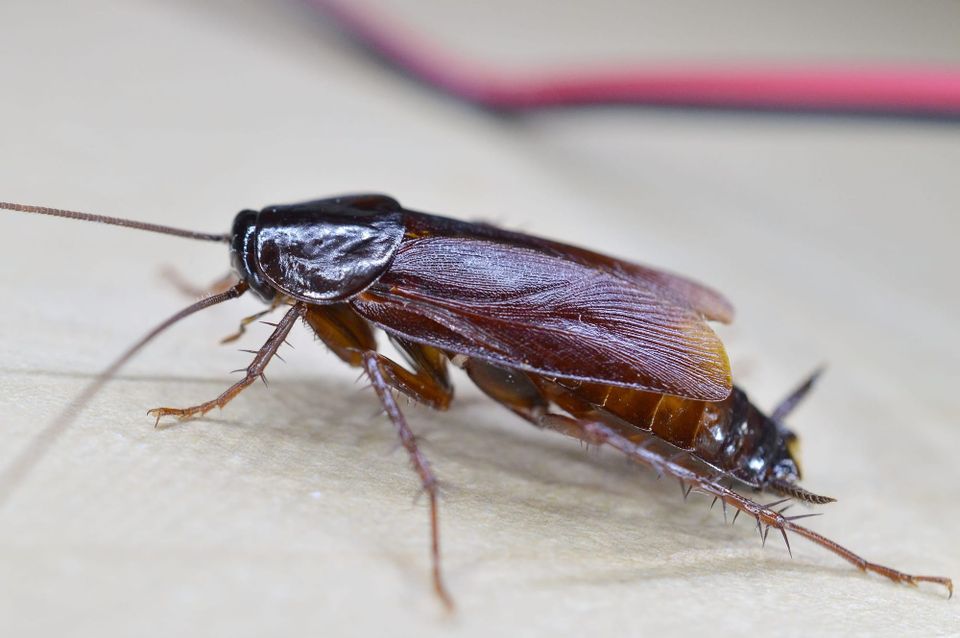 Really horrible closeup image of a male Blatta orientalis (common name waterbug) 
