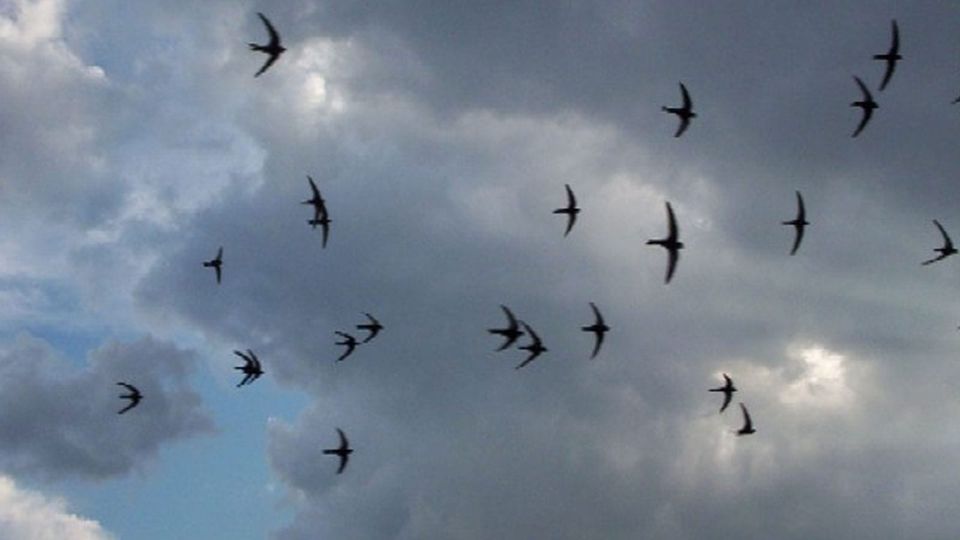 A flock of swifts against a sky filled with clouds and light, cracks between them showing pure blue