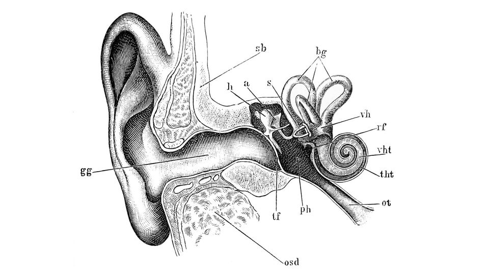 Anatomical drawing of ear with many delicate fragile structures in there