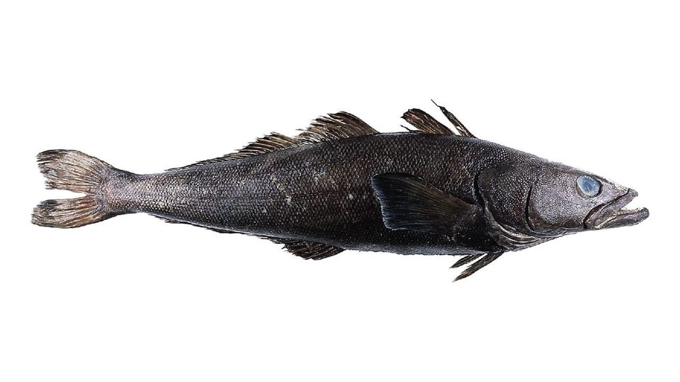 These menacing-looking fish appear to have loads of extra ragged fins and can grow to 7.5 feet and 220 pounds