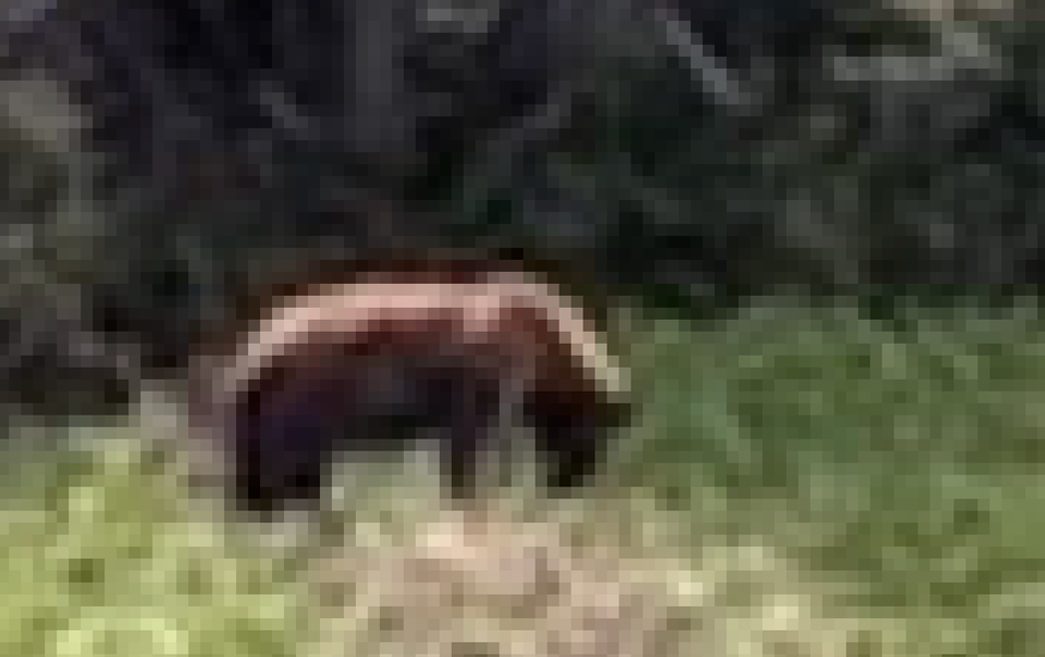 A bear, in a clearing, in the distance, in very very low resolution