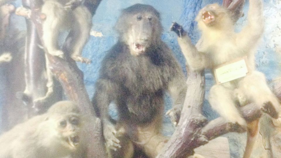 Taxidermized primates from the Museum of Biology in the West Bank, in various dramatic poses on branches in a diorama