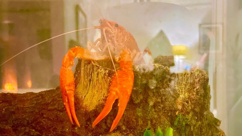 Escape artist and survivor Chompy, a Mexican mini-lobster, insouciantly posing on a log in his aquarium