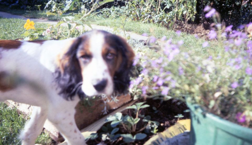 A blurry, old-fashioned photo of a family dog, a spaniel with floppy ears
