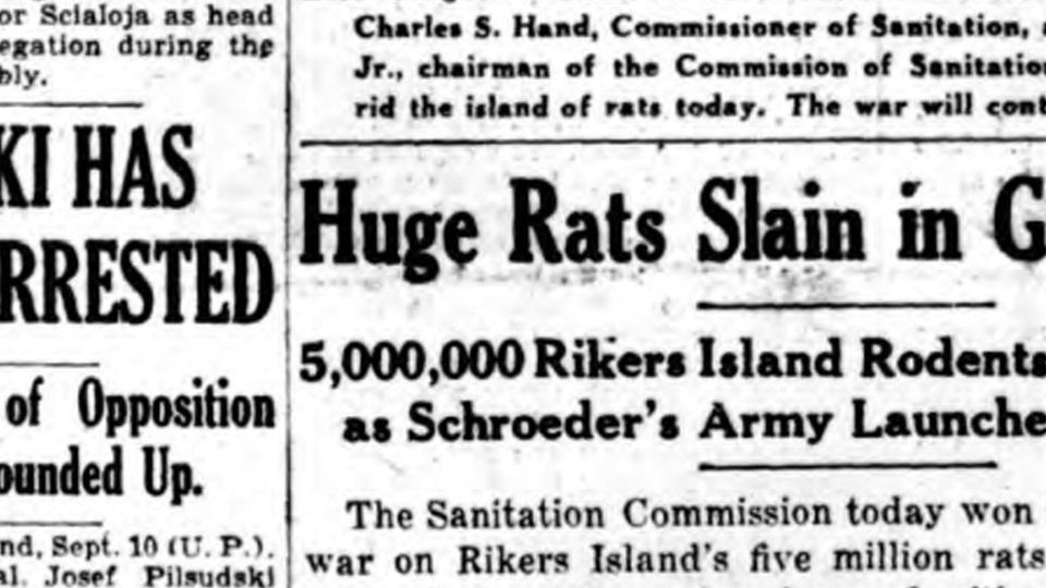 Newspaper detail: "Huge Rats Slain" at Rikers Island