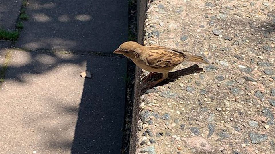 A house sparrow looking pensively over the edge of a worn, pebbly sidewalk curb in New York City on a sunny day