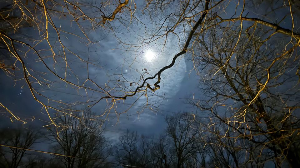 A misty moon at night, cold and silvery, through golden-lit branches