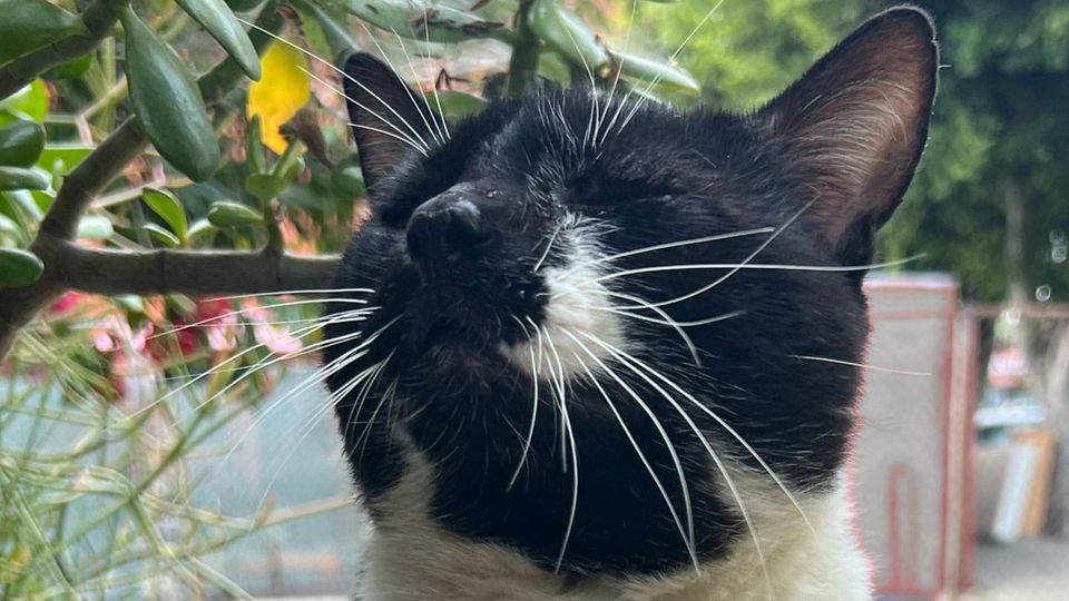 A handsome tuxedo cat posing in a yard, alongside a jade plant