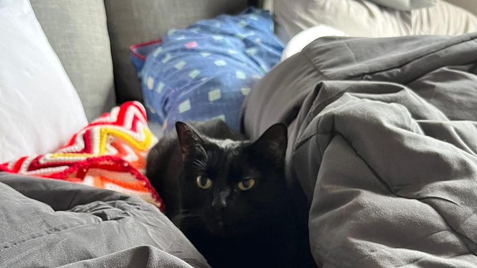 A kitty in a bed on top of some pillows