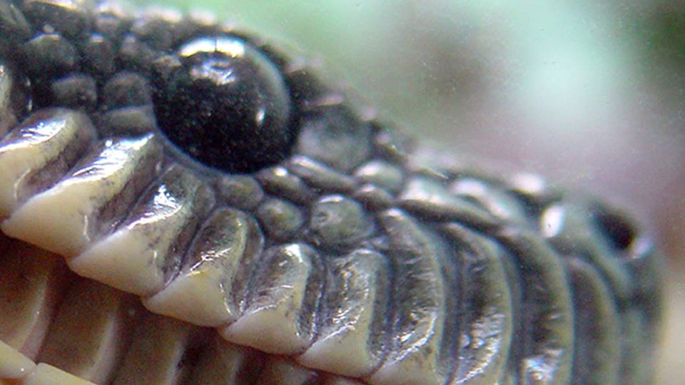 Closeup of a snake's eye.