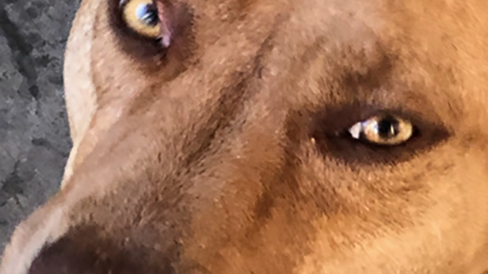 Closeup of Maggie's eyes