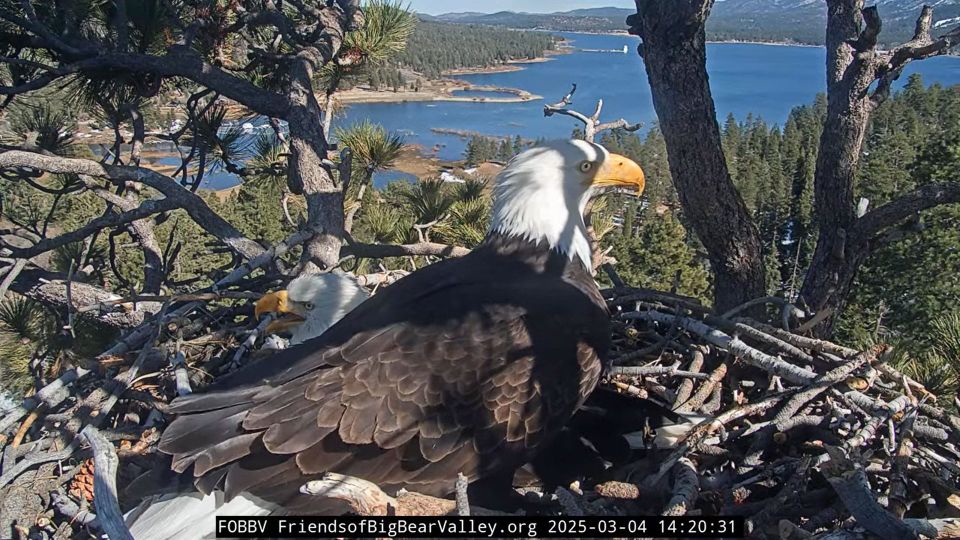 Eagles sitting in next with ridiculously wonderful river/sky/mountains backdrop