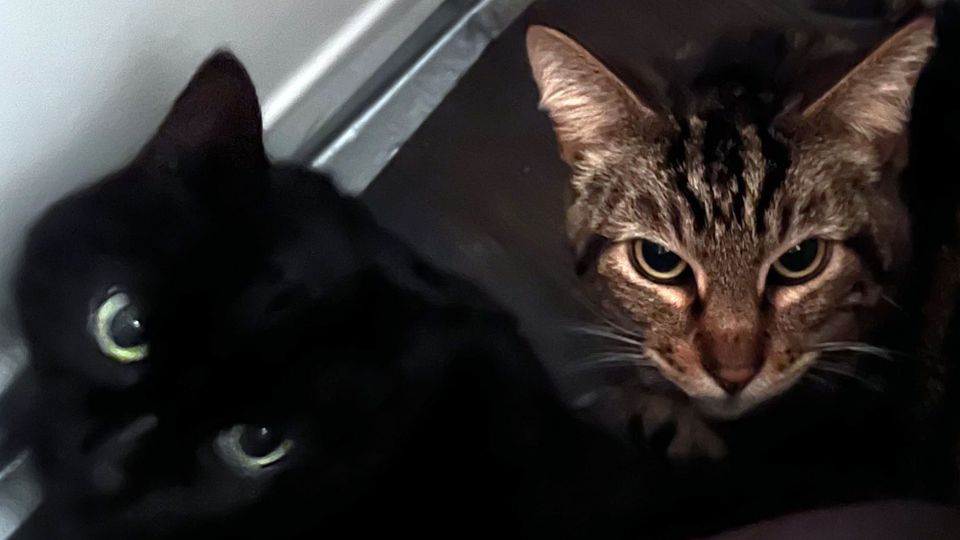 Two very intensely focused cats, seen from above; a very black black one and a classic tabby with cinnamon colored nose
