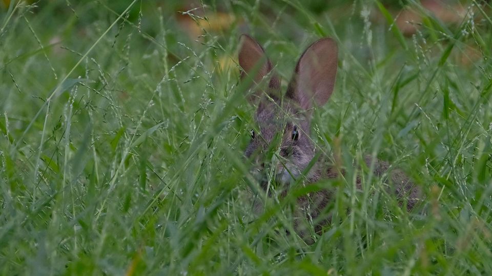 A rabbit, ears alert, in lush green grass