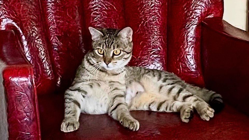 A lovely tabby cat seated comfortably on a chair upholstered in shining burgundy leather (or maybe leatherette)