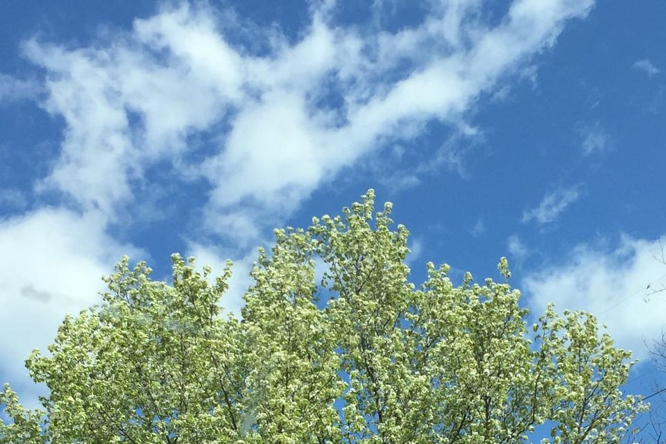 The tops of some trees showing new green leaves against blue sky with fluffy clouds