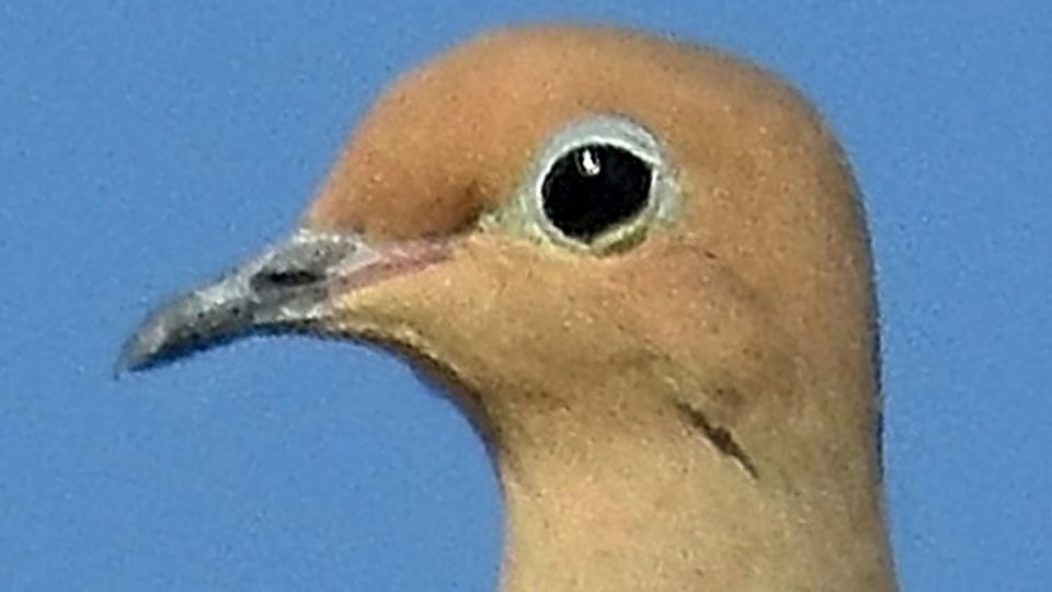 Closeup on the head of a mourning dove