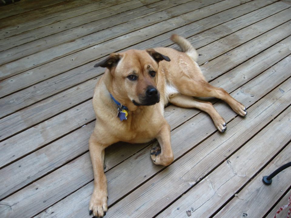 Django, a large handsome dog with a blue collar, lying on a weathered wooden deck and regarding the viewer with implacable, knowing calm