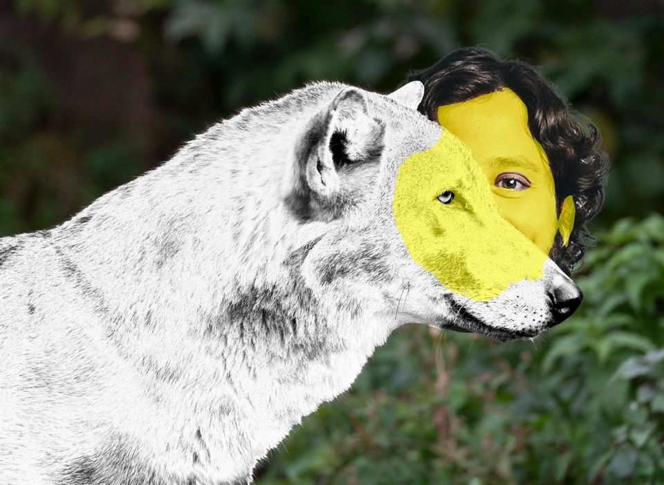 A white wolf with creepy image of Lamm behind wolf yet oozing forward