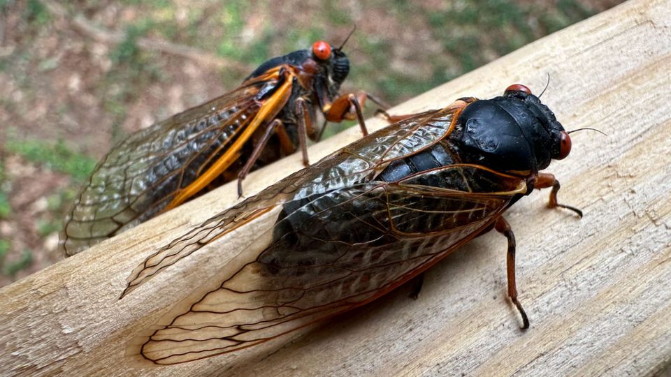 A gigantic jet-black cicada with lacy transparent golden wings having the appearance of stained glass from the Arts and Crafts period