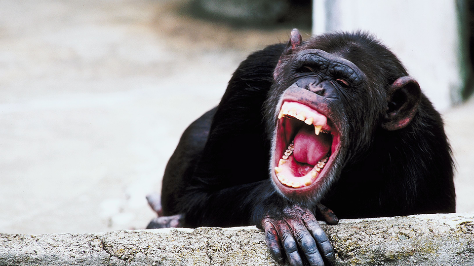 A chimp at a zoo baring its significant incisors