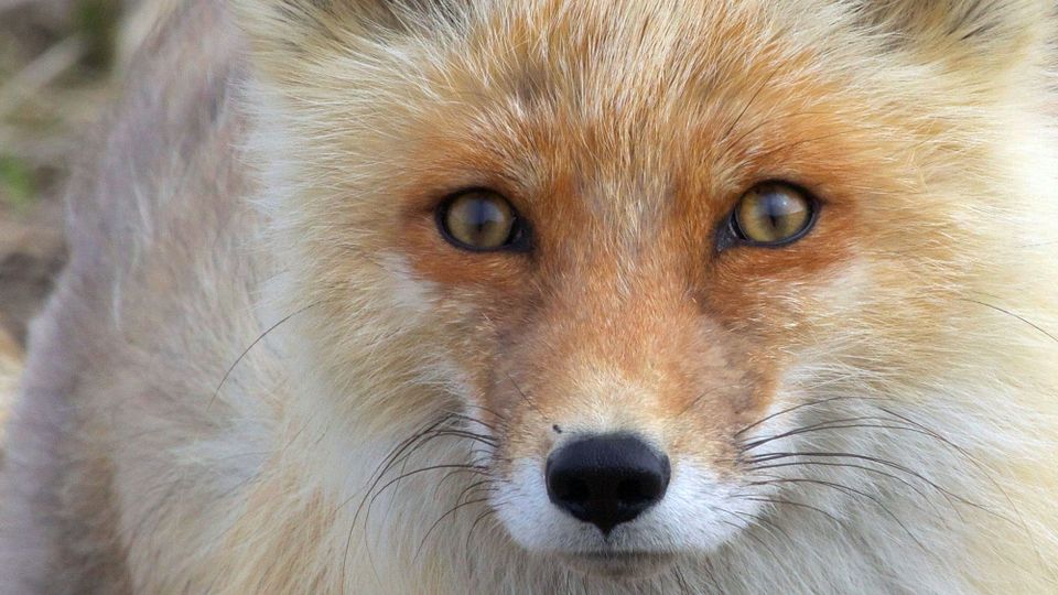 Alaska red fox (vulpes vulpes) gazing steadily and golden-eyed into the camera, jet-black nose and whiskers on the alert